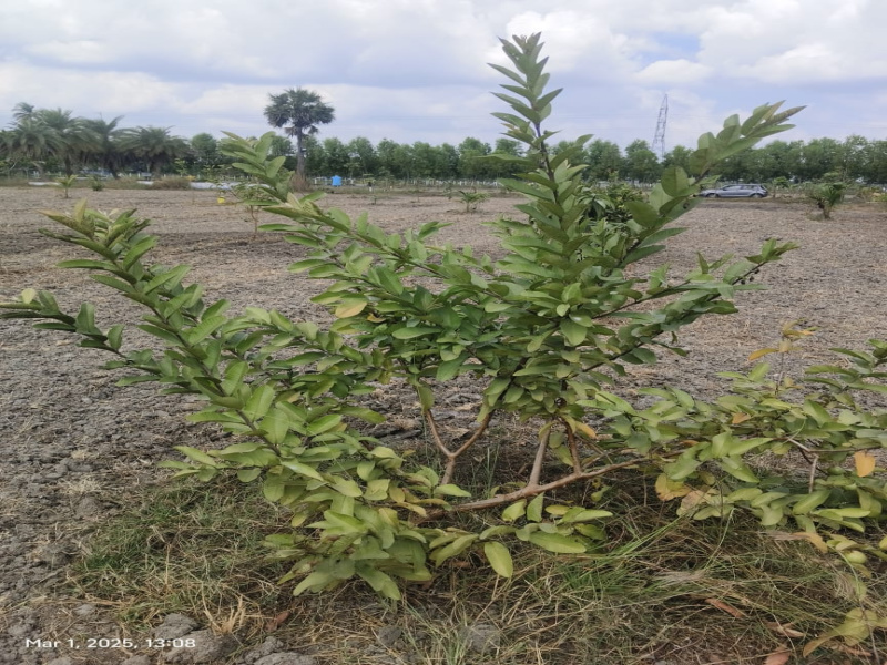  9708 Sq.ft. Agricultural/Farm Land for Sale in Madhurandagam, Chennai