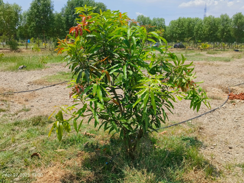  9709 Sq.ft. Agricultural/Farm Land for Sale in Chengalpet, Chennai