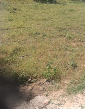  Residential Plot for Sale in Rakkar Colony, Una