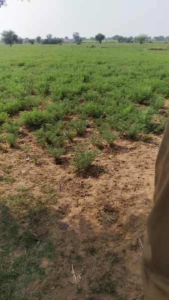 10 BHK 800 Sq. Yards House for Sale in C Scheme, Jaipur