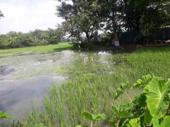  Agricultural Land for Sale in Balichak, Medinipur