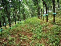  Residential Plot for Sale in Kolathur, Kasaragod