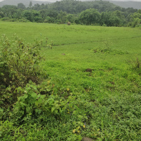  Agricultural Land for Sale in Pen, Raigad