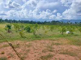  Agricultural Land for Sale in Devarapalli, Visakhapatnam