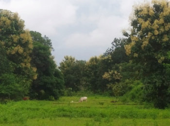 2 BHK Farm House for Sale in Chandia, Umaria