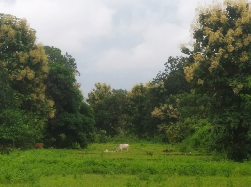 2 BHK Farm House 5 Acre for Sale in Chandia, Umaria