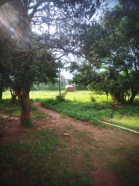 2 BHK Farm House 5 Acre for Sale in Chandia, Umaria