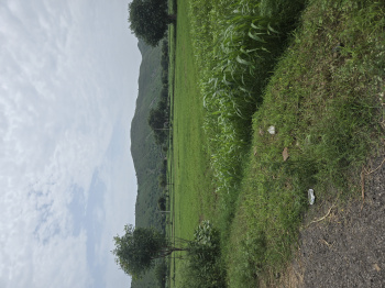 4.5 BHK Farm House for Sale in Ramgarh, Alwar