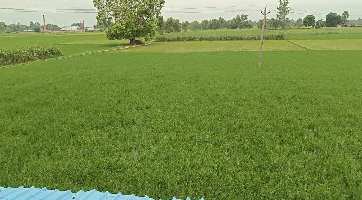  Agricultural Land for Sale in Dataganj, Budaun
