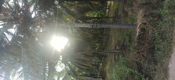  Agricultural Land for Sale in Pollachi, Coimbatore