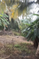 Agricultural Land for Sale in Pollachi, Coimbatore