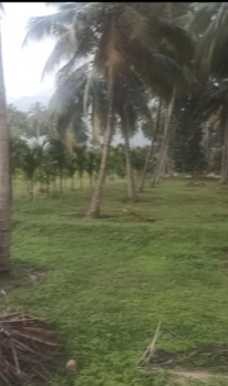 Agricultural Land for Sale in Pollachi, Coimbatore