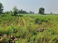  Agricultural Land for Sale in Kaprada, Valsad