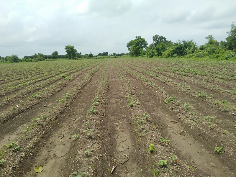 Agricultural Land 3 Acre for Sale in Kalameshwar, Nagpur