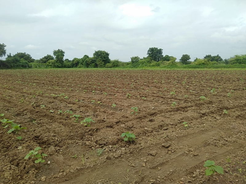 Agricultural Land 6 Acre for Sale in Kalameshwar, Nagpur