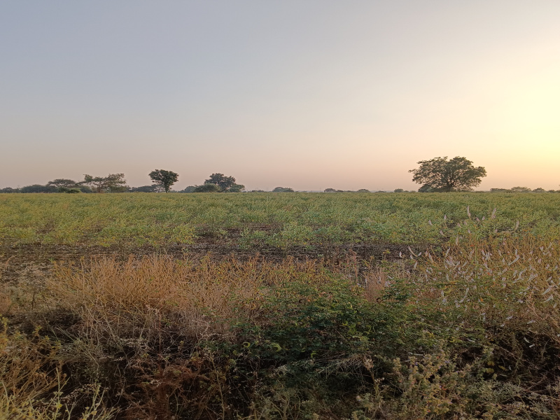  Agricultural Land 4 Acre for Sale in Walani, Nagpur