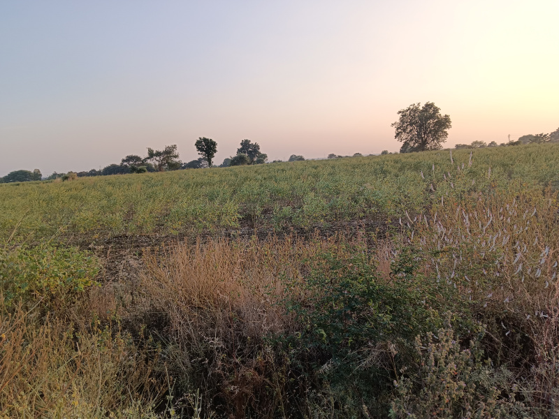  Agricultural Land 4 Acre for Sale in Walani, Nagpur