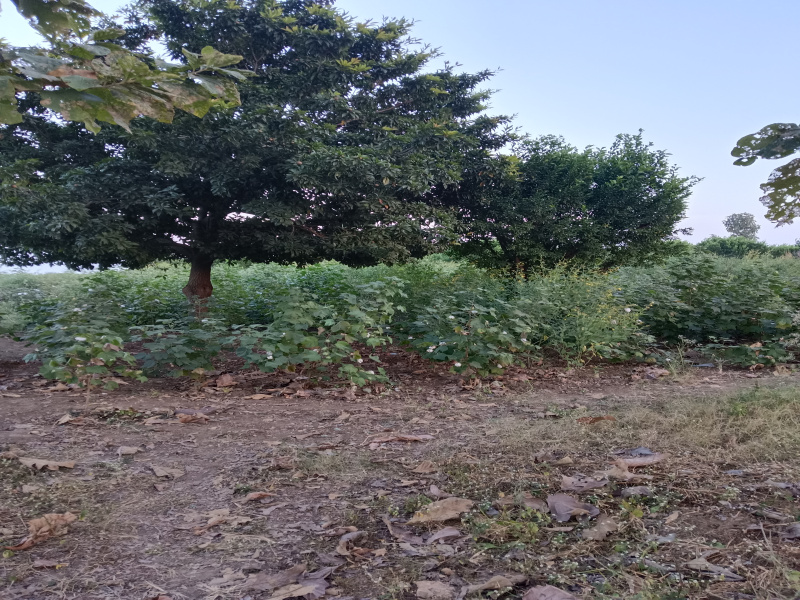  Agricultural Land 5 Acre for Sale in Kalameshwar, Nagpur