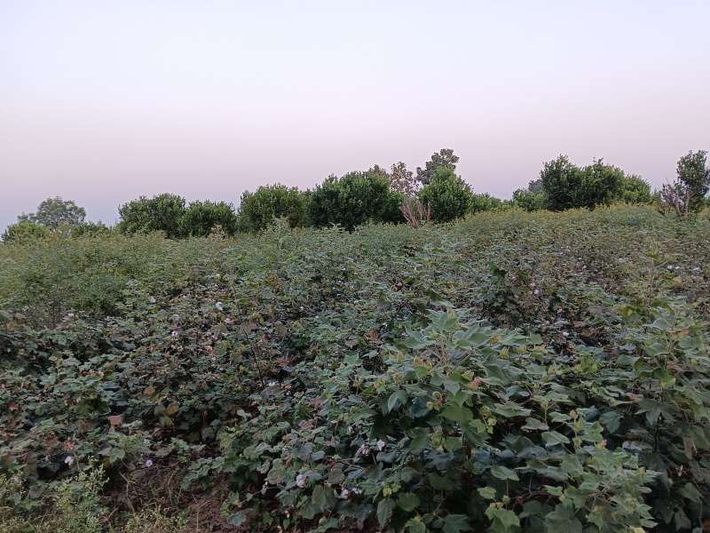  Agricultural Land 5 Acre for Sale in Kalameshwar, Nagpur