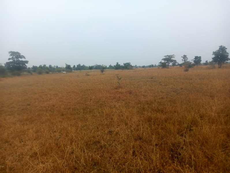  Agricultural Land 32 Acre for Sale in Malegaon, Nagpur