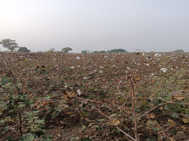  Agricultural Land 2 Acre for Sale in Kalameshwar, Nagpur