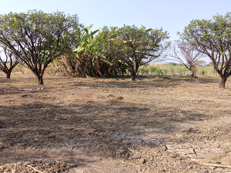  Agricultural Land 8 Acre for Sale in Katol, Nagpur