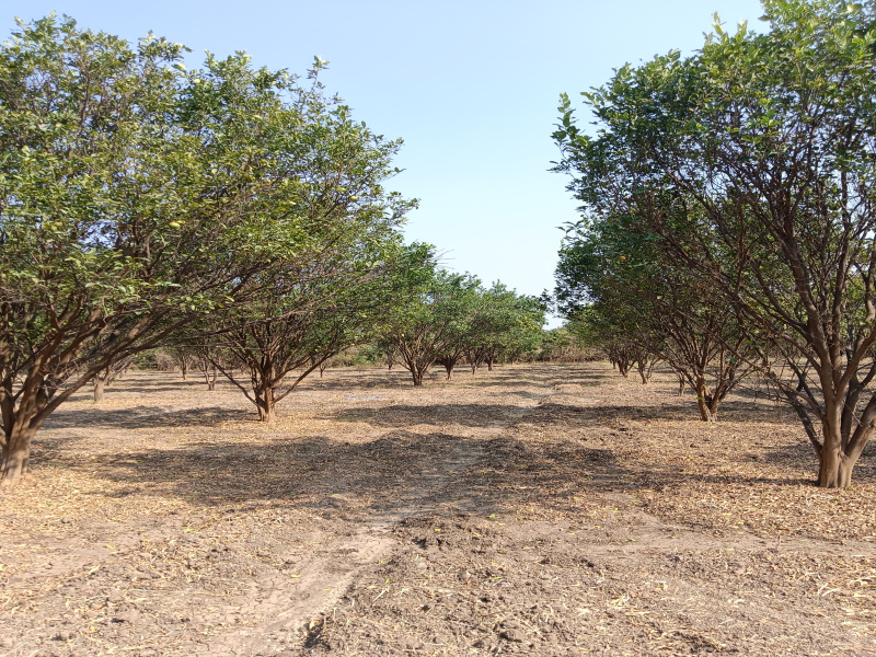  Agricultural Land 8 Acre for Sale in Katol, Nagpur