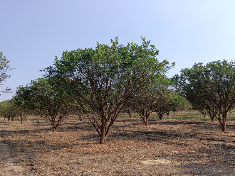  Agricultural Land 8 Acre for Sale in Katol, Nagpur