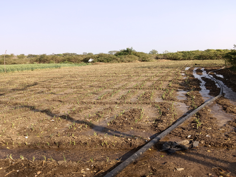  Agricultural Land 2 Acre for Sale in Katol, Nagpur