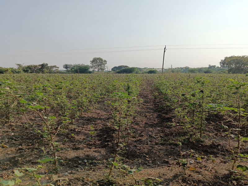  Agricultural Land 3 Acre for Sale in Katol, Nagpur