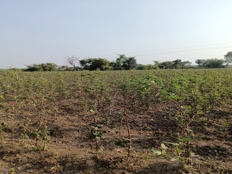  Agricultural Land 3 Acre for Sale in Katol, Nagpur