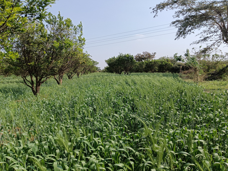  Agricultural Land 5 Acre for Sale in Kalameshwar, Nagpur