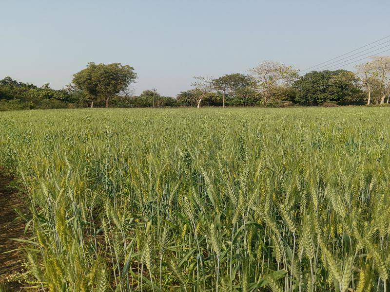  Agricultural Land 3 Acre for Sale in Wardha Road, Nagpur