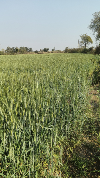  Agricultural Land 3 Acre for Sale in Wardha Road, Nagpur