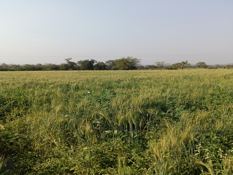  Agricultural Land 3 Acre for Sale in Wardha Road, Nagpur