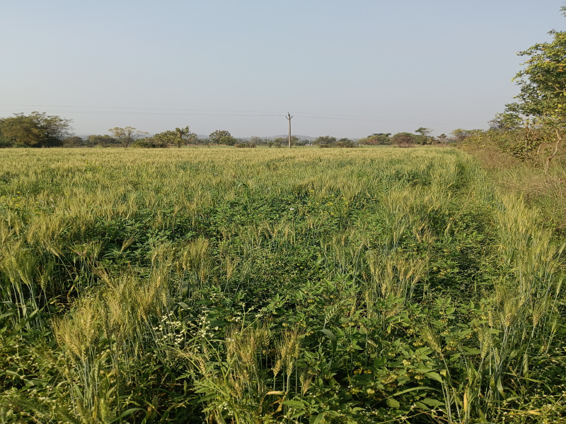  Agricultural Land 3 Acre for Sale in Wardha Road, Nagpur