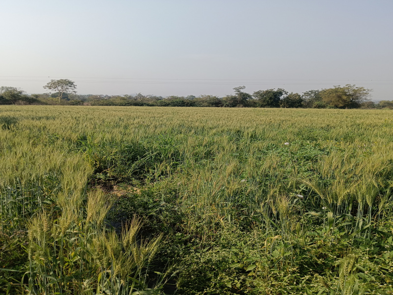  Agricultural Land 3 Acre for Sale in Wardha Road, Nagpur