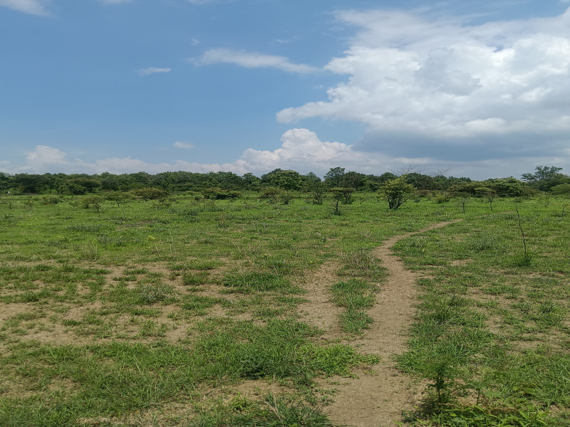  Agricultural Land 8 Acre for Sale in Wadi, Nagpur