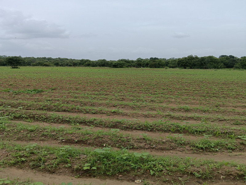  Agricultural Land 22 Acre for Sale in Kondhali, Nagpur