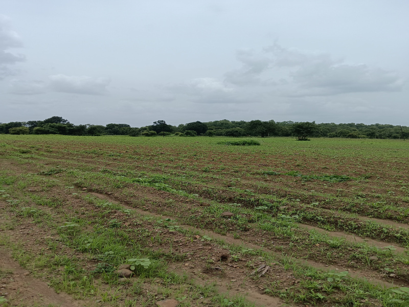  Agricultural Land 22 Acre for Sale in Kondhali, Nagpur