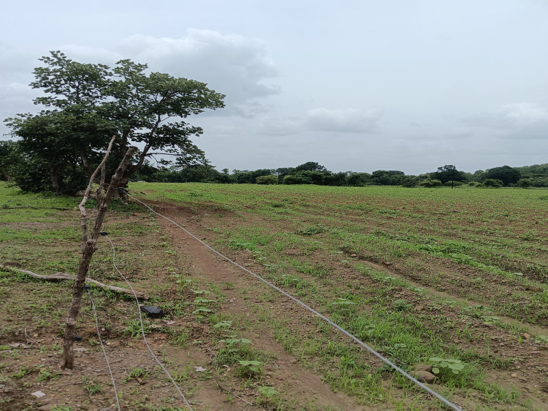  Agricultural Land 22 Acre for Sale in Kondhali, Nagpur