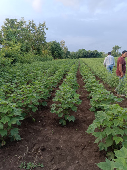  Agricultural Land for Sale in Dorli, Nagpur