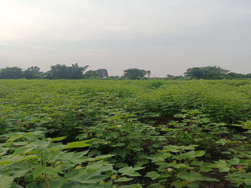  Agricultural Land 1 Acre for Sale in Gorepeth, Nagpur