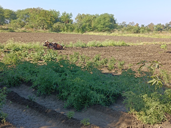 Agricultural Land for Sale in Kalameshwar, Nagpur