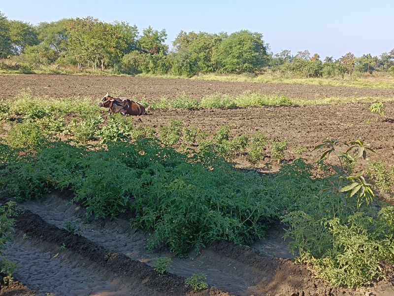  1 Acre Agricultural/Farm Land for Sale in Kalameshwar, Nagpur