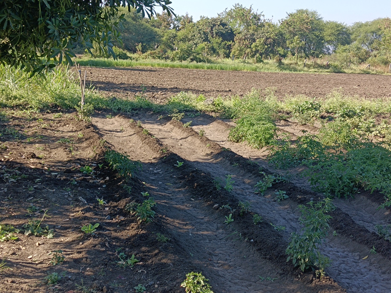  1 Acre Agricultural/Farm Land for Sale in Kalameshwar, Nagpur