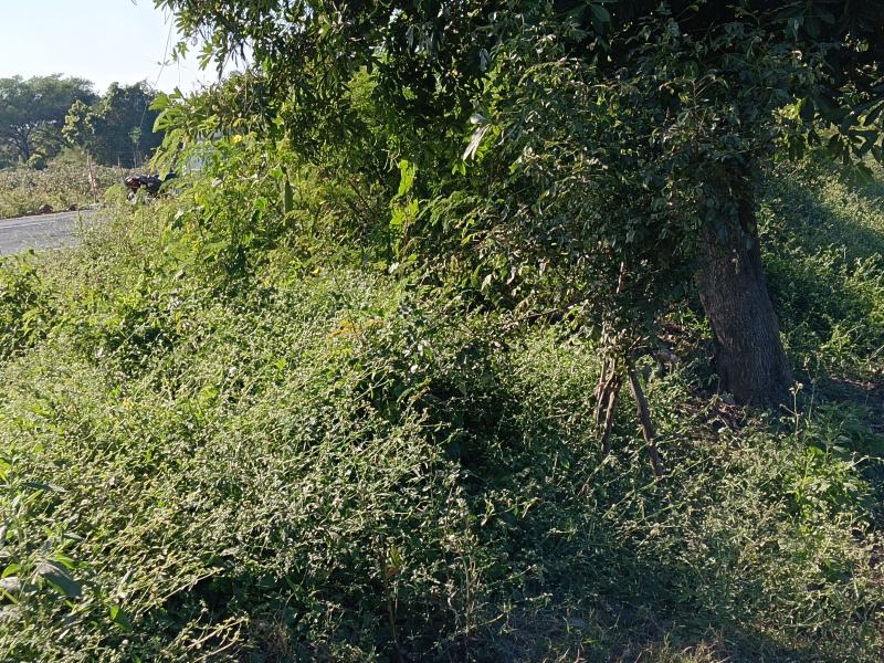  1 Acre Agricultural/Farm Land for Sale in Kalameshwar, Nagpur