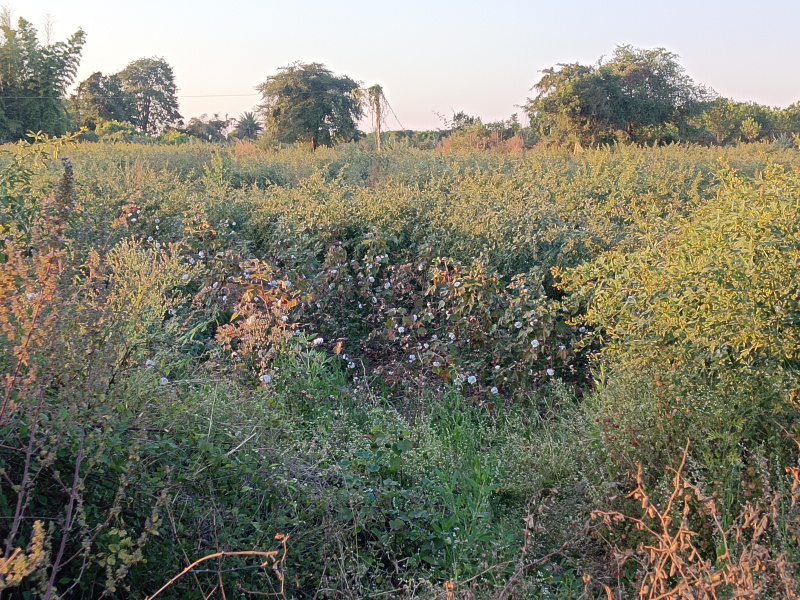  2 Acre Agricultural/Farm Land for Sale in Kalameshwar, Nagpur