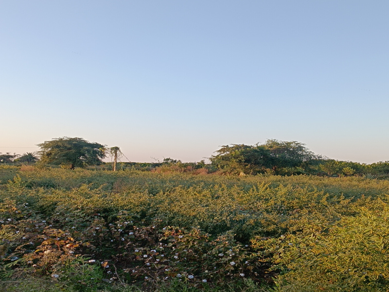  2 Acre Agricultural/Farm Land for Sale in Kalameshwar, Nagpur
