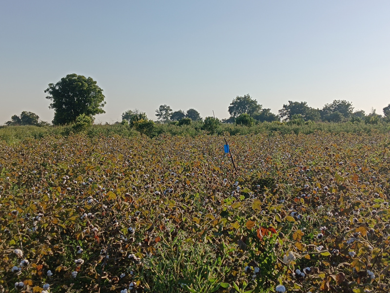  4 Acre Agricultural/Farm Land for Sale in Kalameshwar, Nagpur